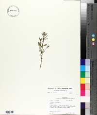 Polygala cruciata image