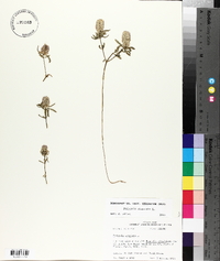 Polygala cruciata image