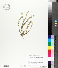 Polygala crenata image