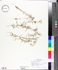 Phlox cuspidata image