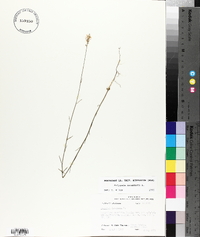 Polygala incarnata image