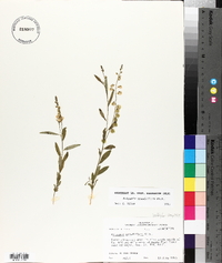 Polygala grandiflora image