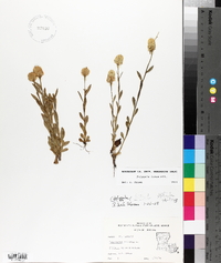 Polygala lutea image