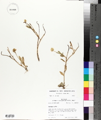 Polygala lutea image