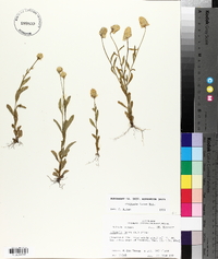 Polygala lutea image