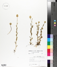 Polygala lutea image