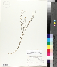 Polygala mariana image