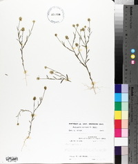 Polygala mariana image