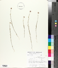 Polygala mariana image