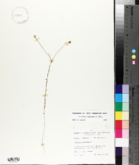 Polygala mariana image