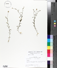 Polygala mariana image