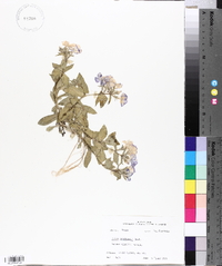 Phlox drummondii image