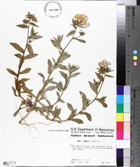 Phlox drummondii image