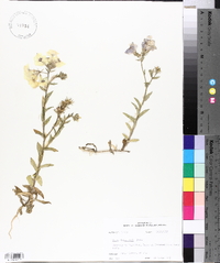 Phlox drummondii image