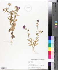 Phlox drummondii image