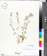 Phlox drummondii image