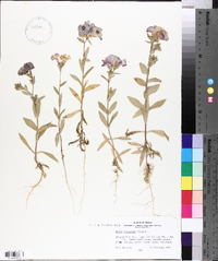 Phlox drummondii image