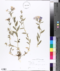 Phlox drummondii image