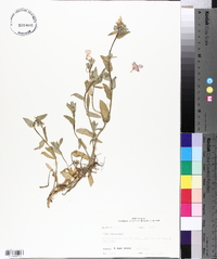 Phlox drummondii image