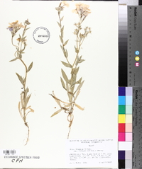 Phlox drummondii image