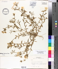 Phlox glabriflora subsp. glabriflora image