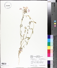 Phlox drummondii image