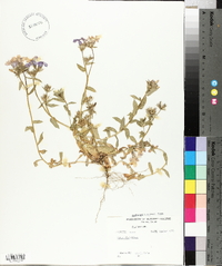 Phlox glabriflora image