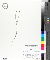 Polygala mariana image