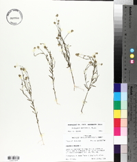 Polygala mariana image