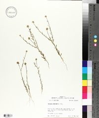 Polygala mariana image