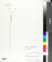 Polygala mariana image