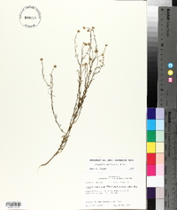 Polygala mariana image