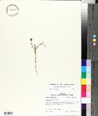 Polygala mariana image