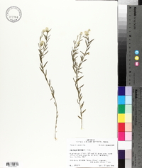 Polygala mariana image