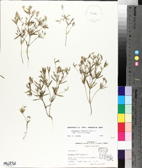 Polygala verticillata image