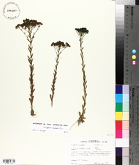 Polygala ramosa image