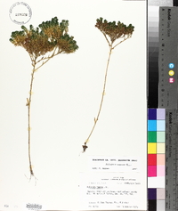 Polygala ramosa image