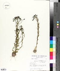 Polygala ramosa image