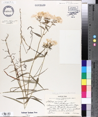 Phlox pilosa subsp. pulcherrima image
