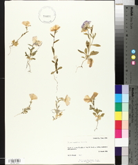 Phlox roemeriana image