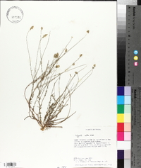 Polygala alba image