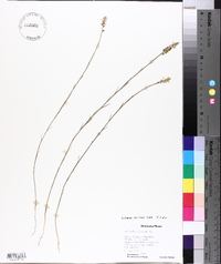 Polygala incarnata image