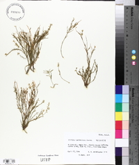 Polygala scoparioides image