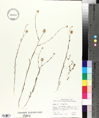 Polygala mariana image