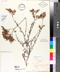 Eriogonum annuum image