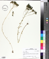 Polygala ramosa image