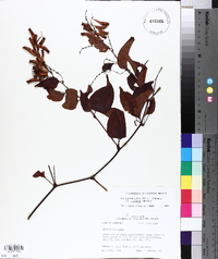 Brunnichia ovata image