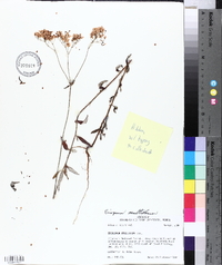 Eriogonum multiflorum image