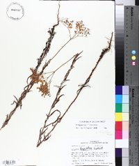 Eriogonum multiflorum image