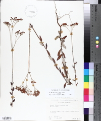 Eriogonum multiflorum image